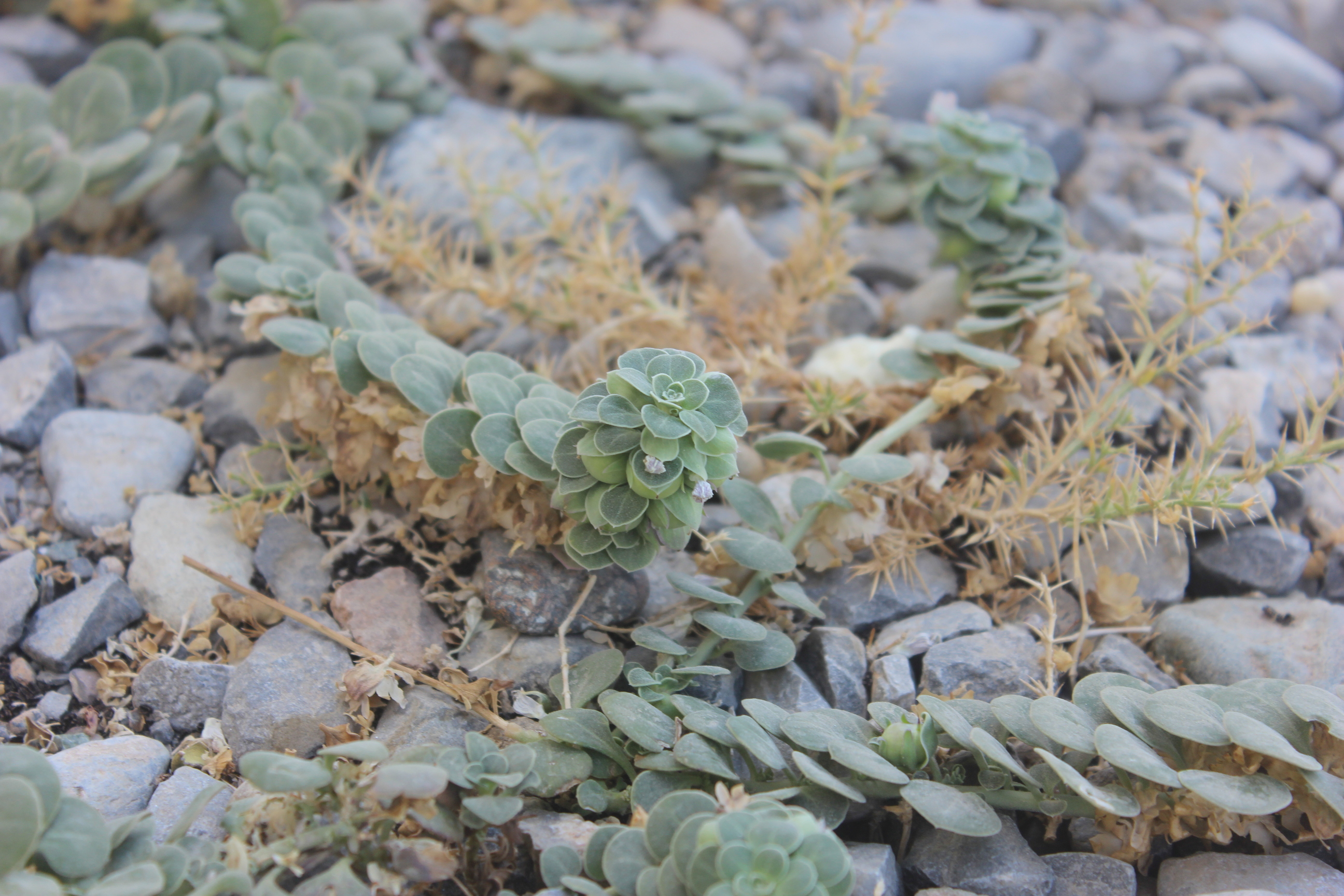 Plant Image